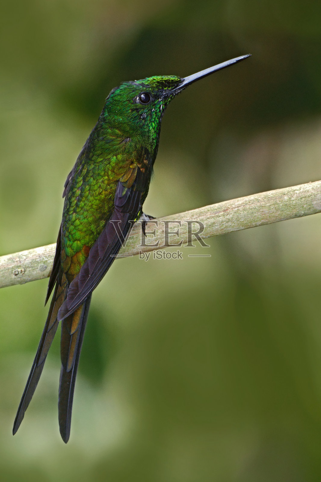 皇后辉煌，天蛾，美丽的蜂鸟在大自然的栖息地。来自厄瓜多尔的长尾绿色鸟。照片摄影图片