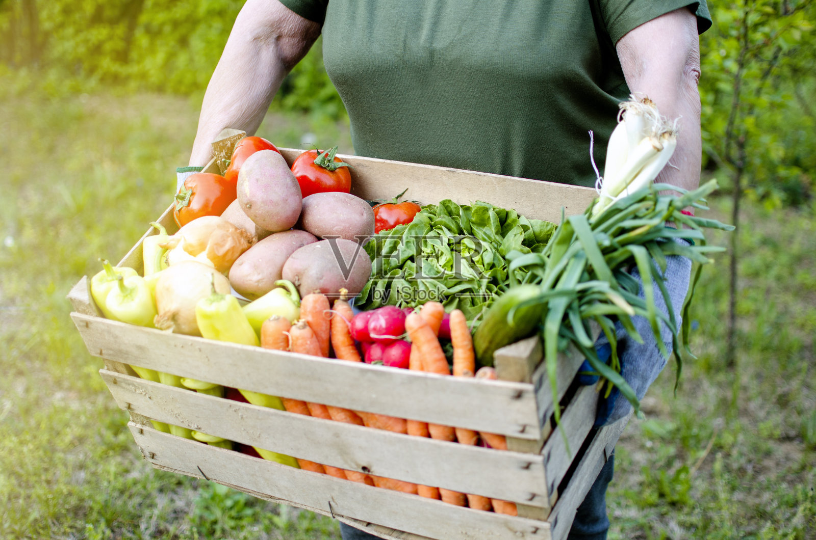 我菜园里的新鲜蔬菜照片摄影图片