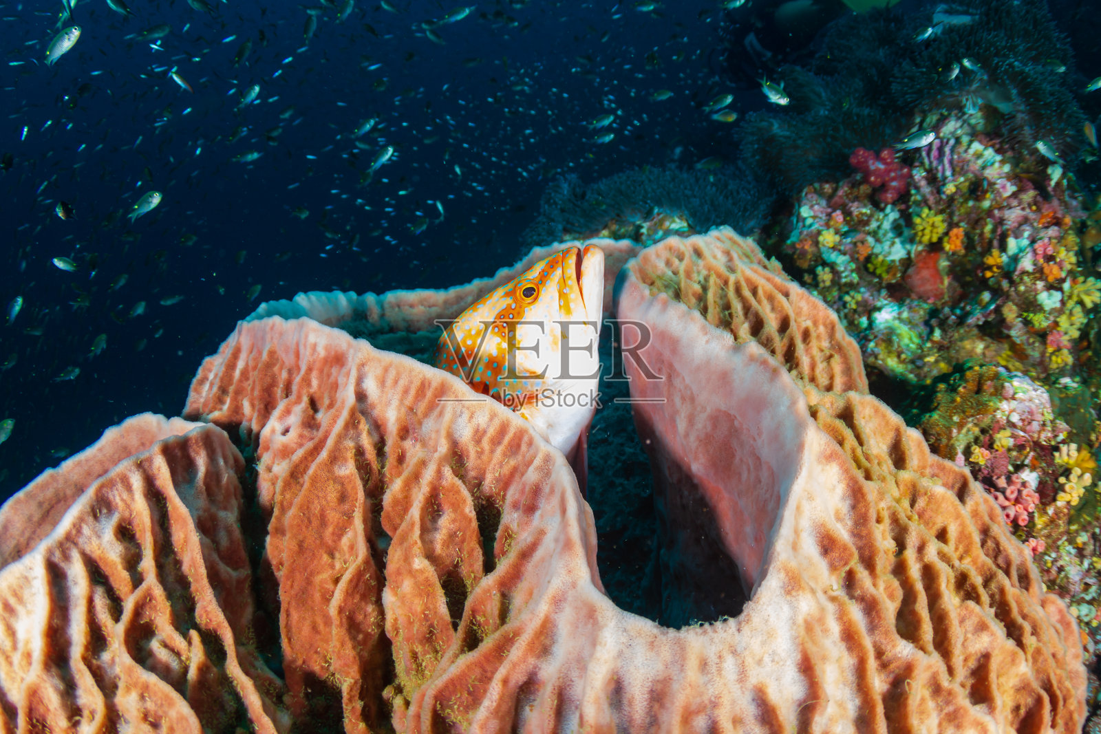 在黎塞留岩的彩色热带珊瑚礁上的一个大海绵照片摄影图片