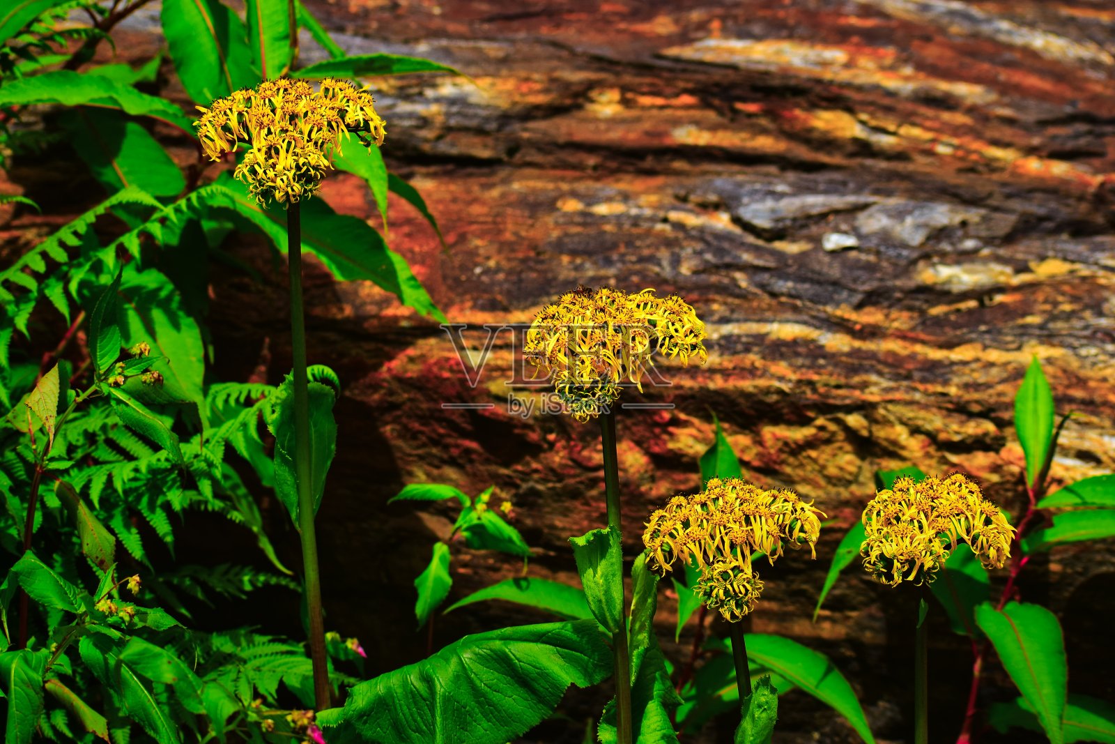 黄色的花朵盛开照片摄影图片