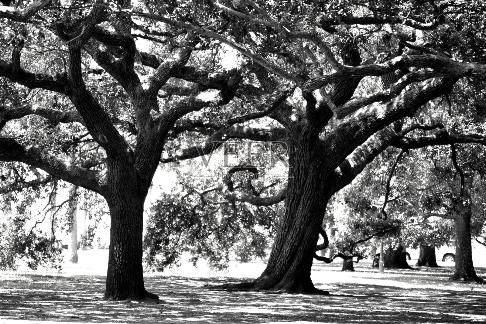树照片摄影图片