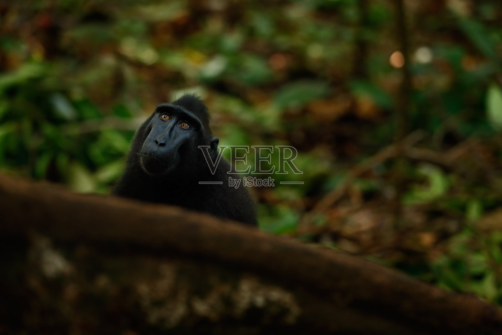 猴子在黑暗的森林里。西里伯斯冠猕猴，黑猕猴，一种张着大嘴长着大牙齿的黑猴子，坐在自然栖息地，来自亚洲的野生动物，印度尼西亚苏拉威西岛的唐科科照片摄影图片