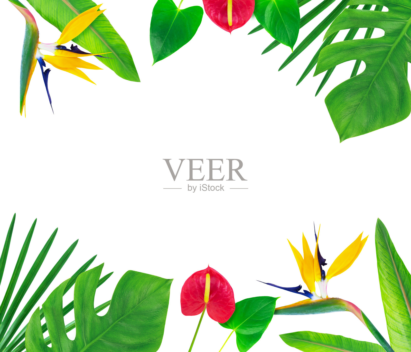 框架与五彩缤纷的热带树叶和花朵。照片摄影图片