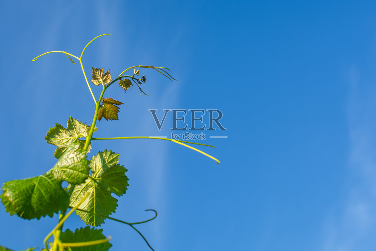 年轻的开花的葡萄园照片摄影图片