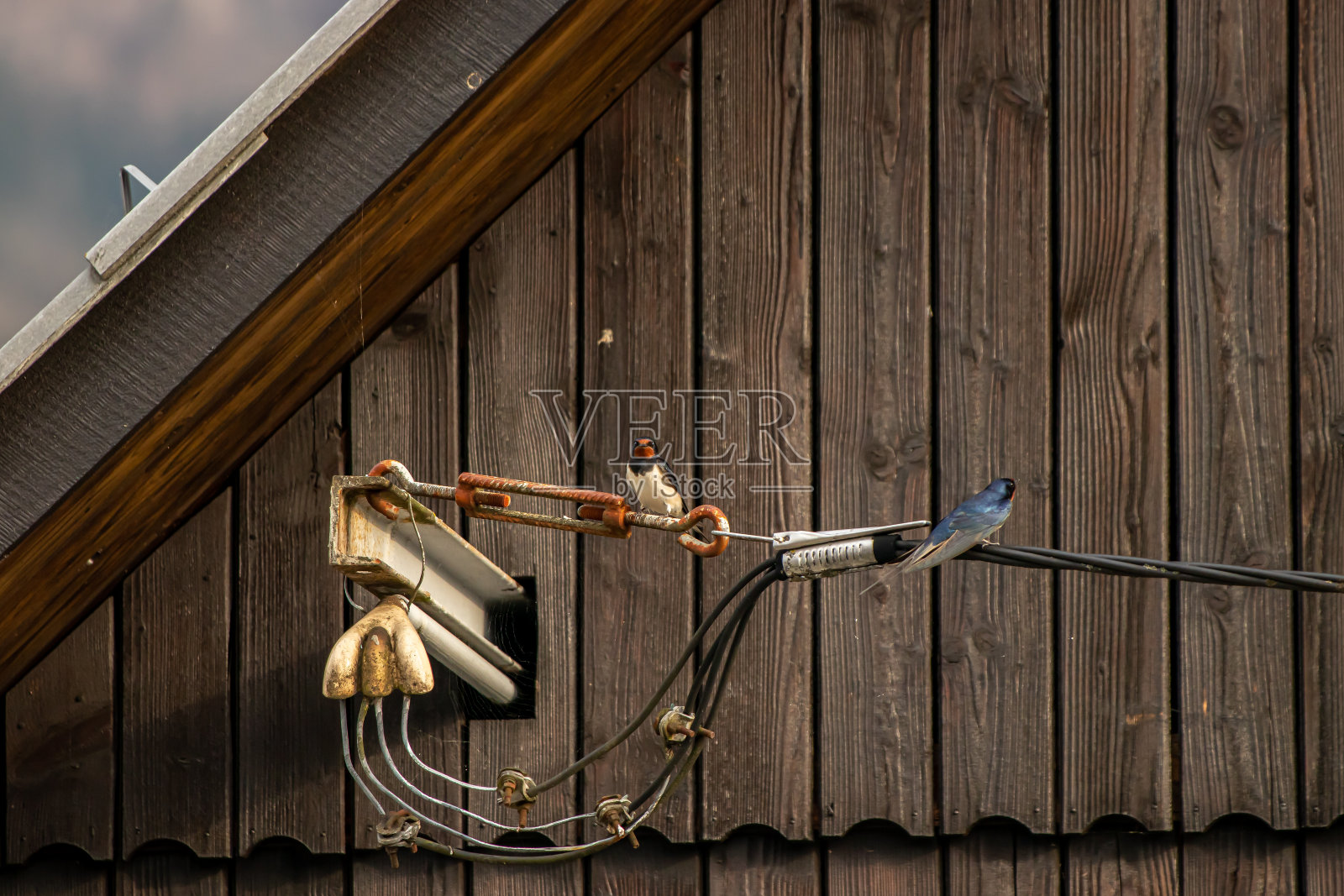 燕子栖息在电缆上照片摄影图片