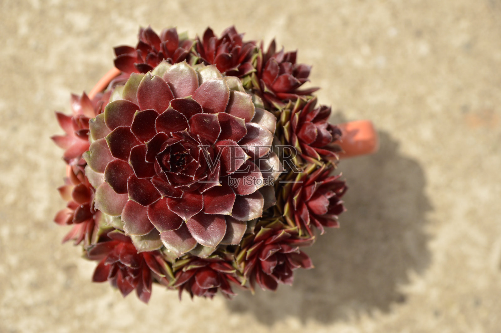 在陶瓷杯中生长的一种普通的家韭菜照片摄影图片