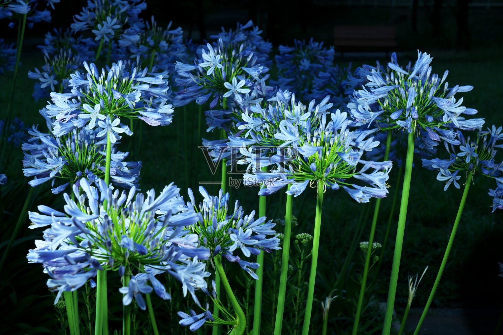 夜宵百合或非洲百合(海角蓝百合)照片摄影图片
