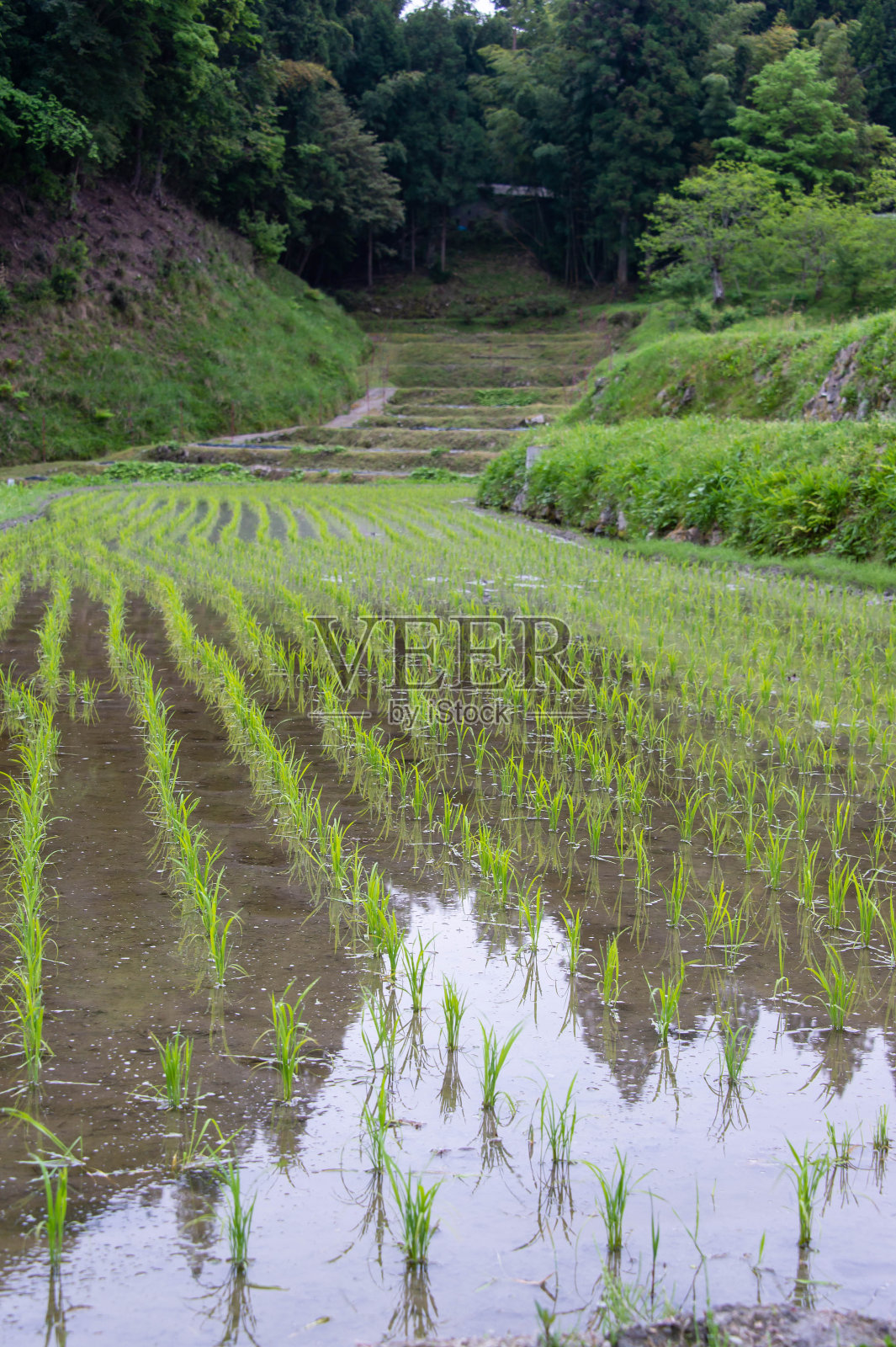 刚被水淹并种上庄稼的稻田照片摄影图片