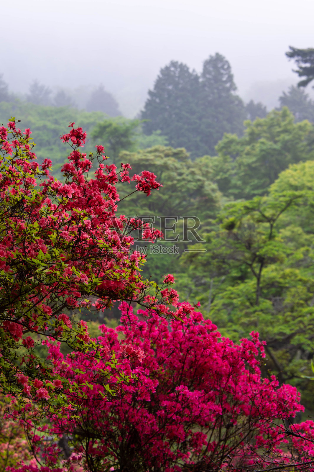 雾山上的杜鹃花照片摄影图片
