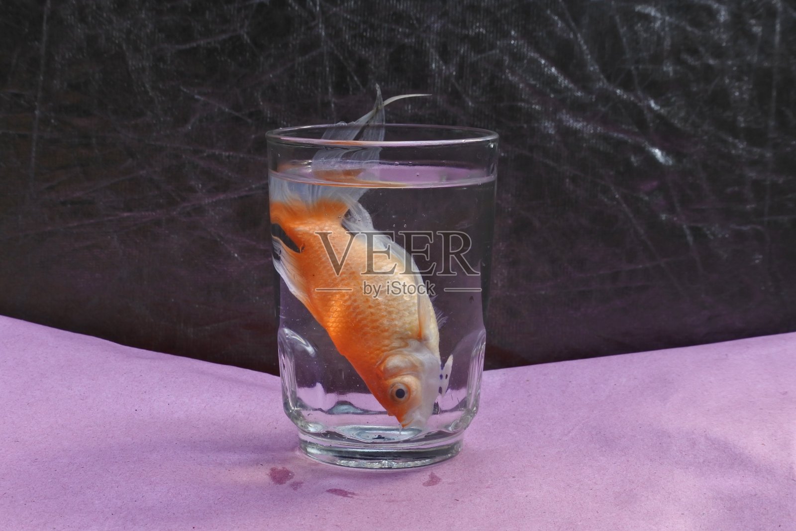 鱼死在透明的玻璃里照片摄影图片