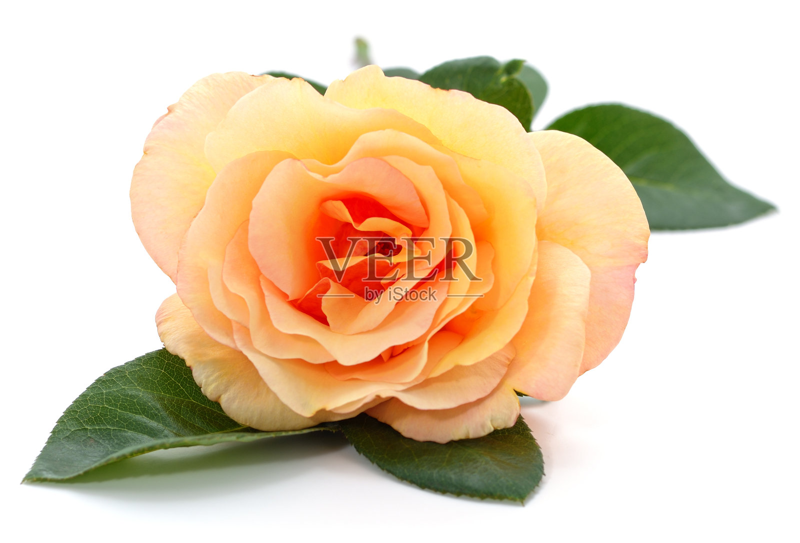 一个橙色玫瑰。照片摄影图片