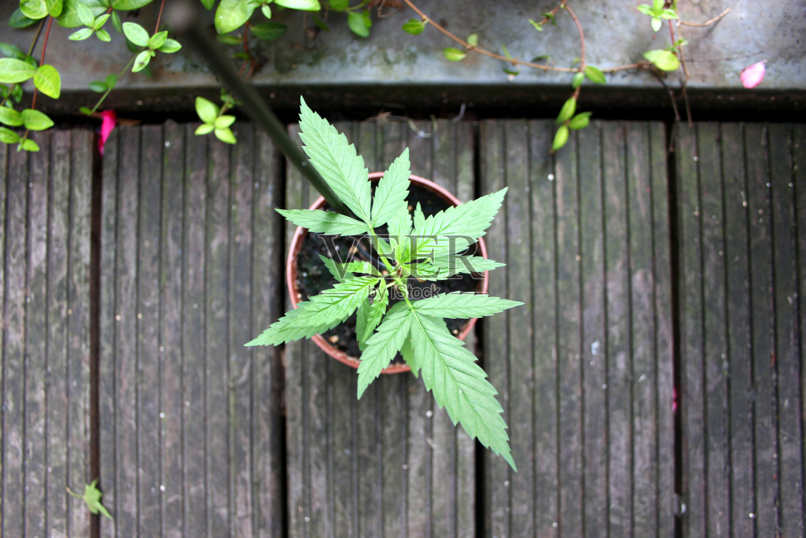 大麻植物照片摄影图片