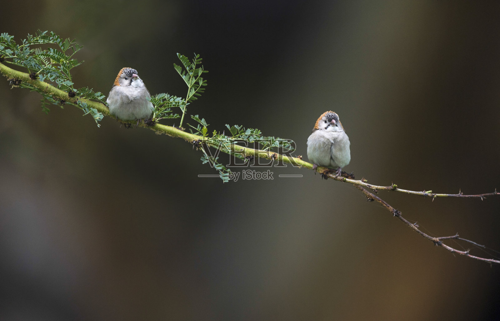 两只有斑点的前麻雀在树枝上，孢子囊，额，肯尼亚，非洲照片摄影图片