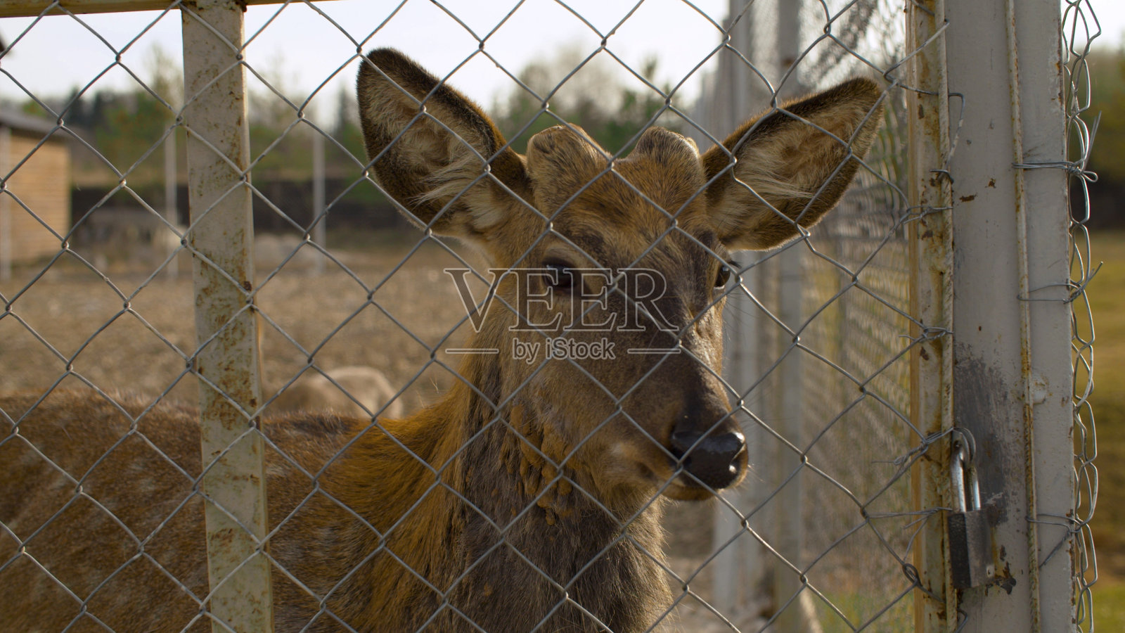 篱笆后美丽的悲伤的鹿的脸照片摄影图片