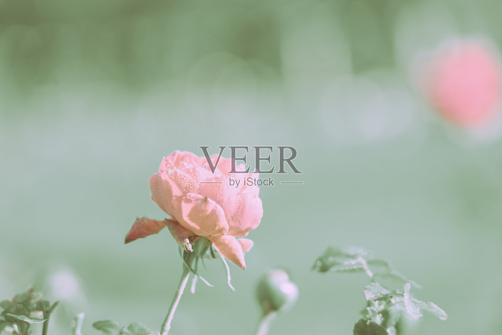 Beautiful Rose on Vintage style;自然背景照片摄影图片