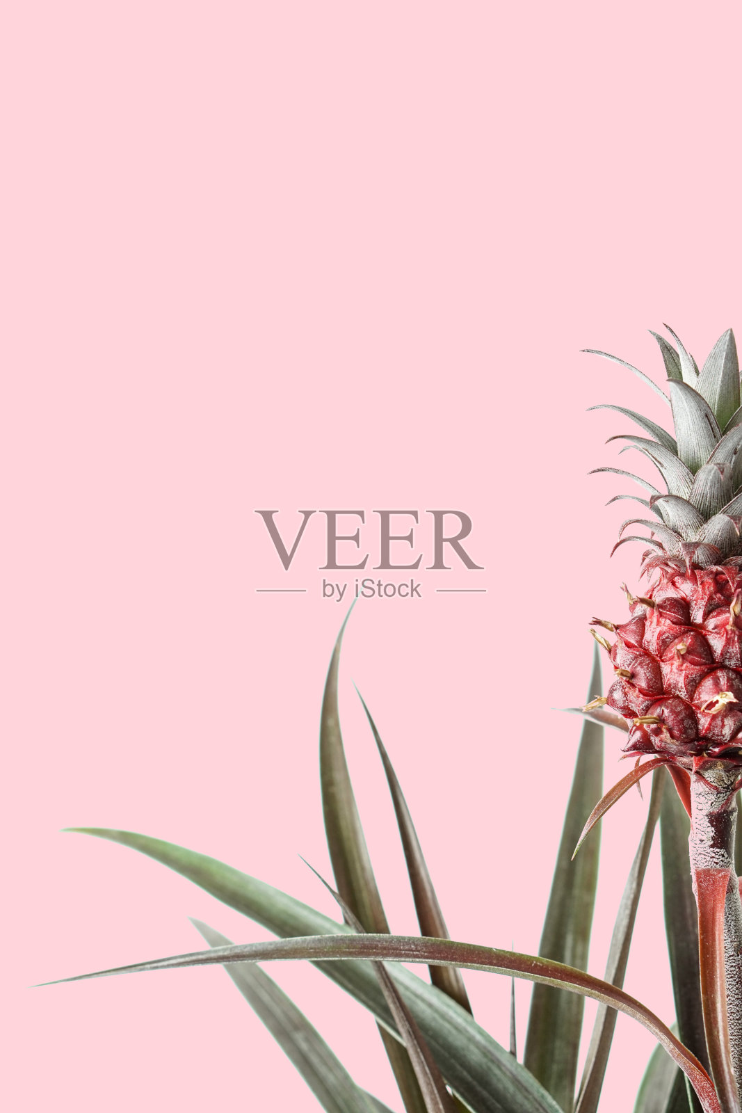 粉红色背景上的菠萝植物。照片照片摄影图片