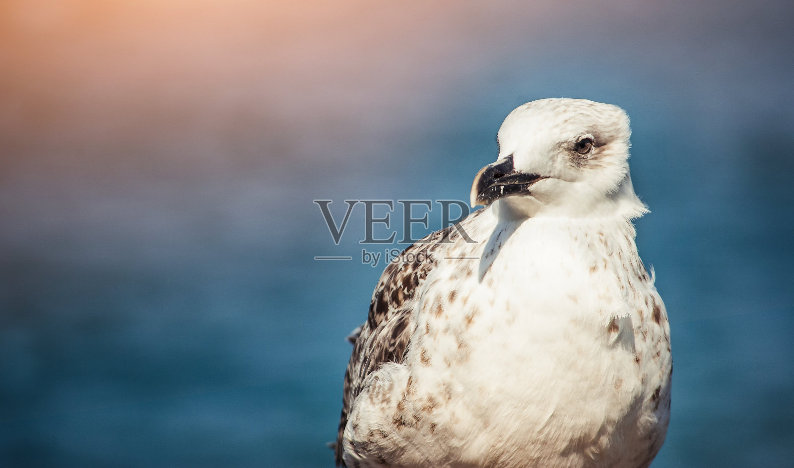海鸥坐在水中的岩石上。照片摄影图片