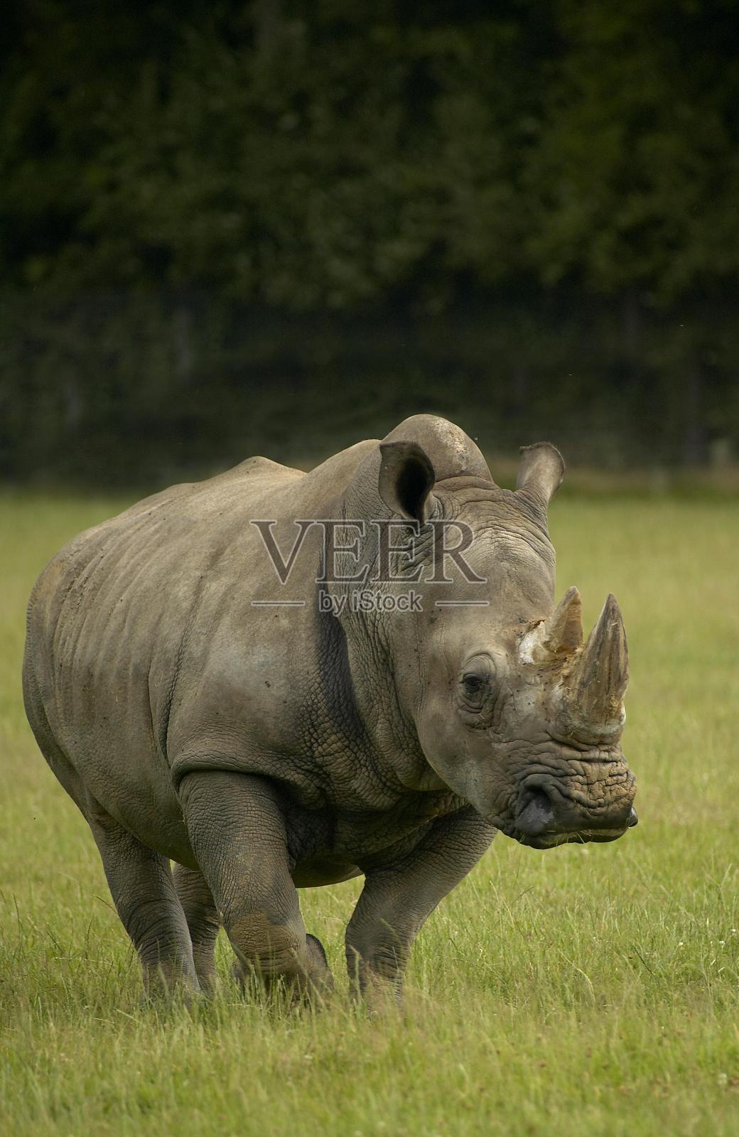 白犀牛，成年站在草地上照片摄影图片