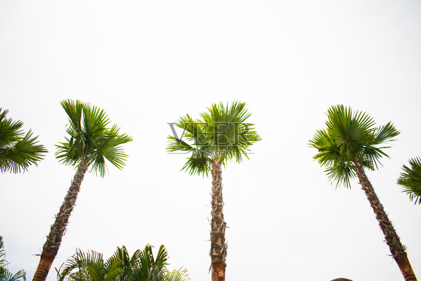 蓝色云雾背景上的一棵绿色棕榈树照片摄影图片