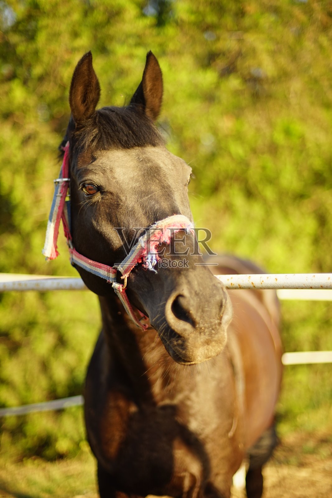 夏日里，一匹棕色的马在户外吃草。照片摄影图片