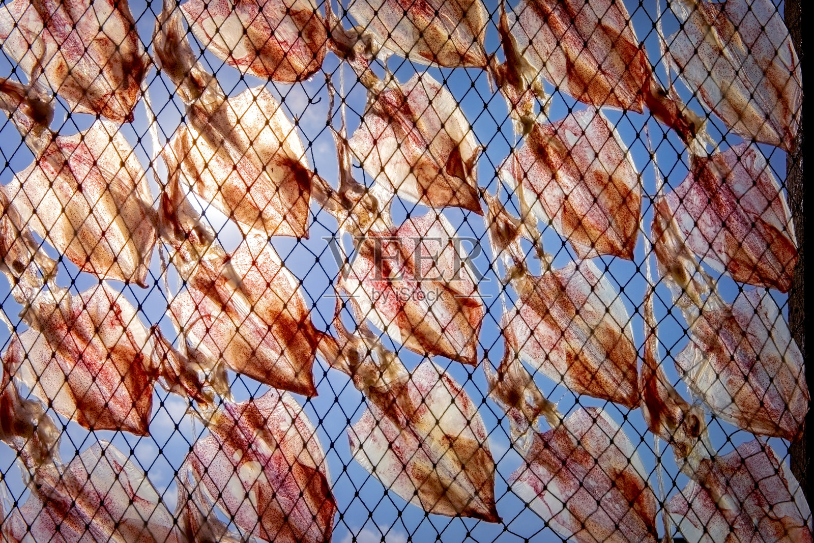 湛蓝的天空衬托着渔网上的各种鱿鱼照片摄影图片