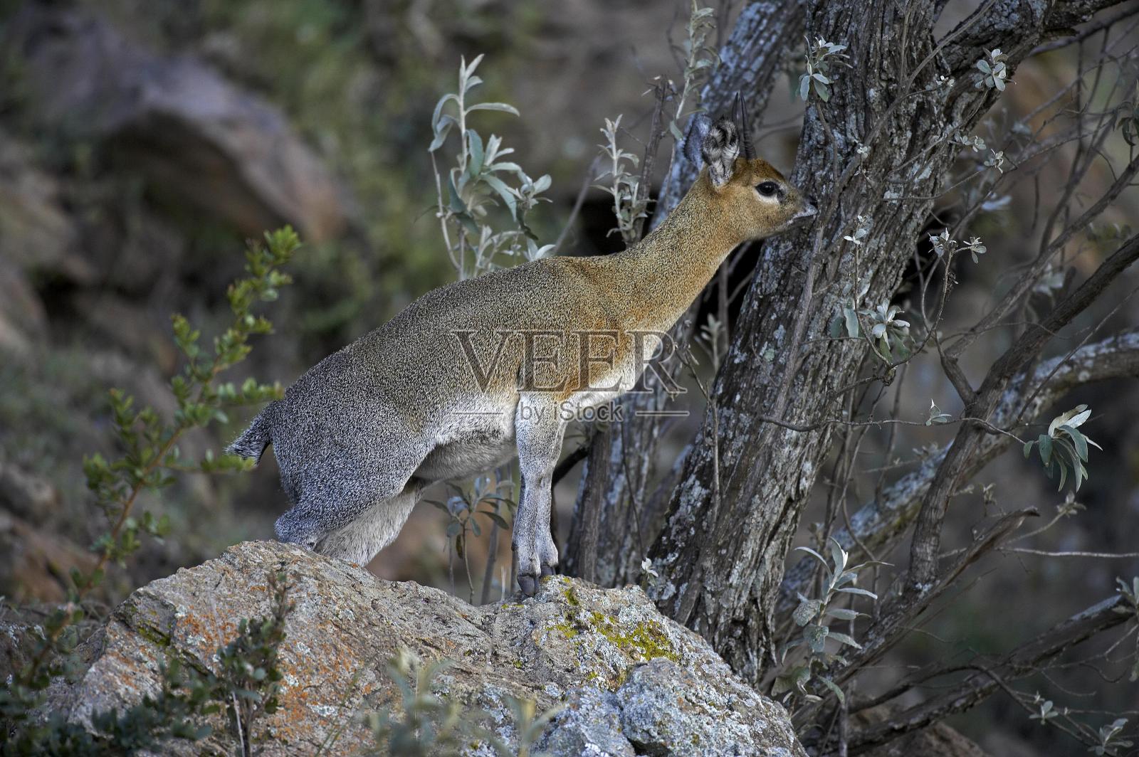 Klipspringer, oreotragus oreotragus，成年人站在岩石上，地狱之门公园在肯尼亚照片摄影图片