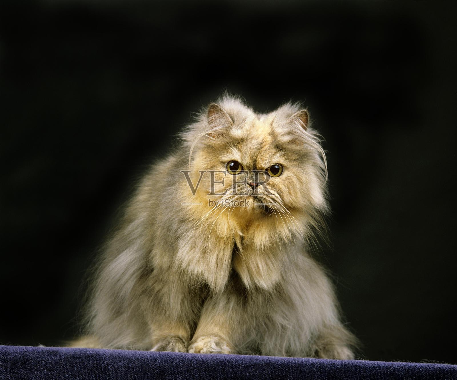 烟波斯家猫，成人坐在黑背景照片摄影图片