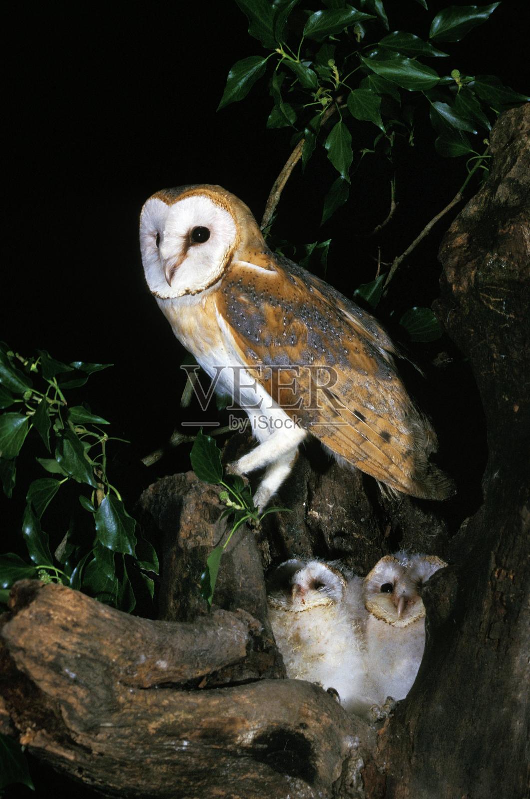 仓鸮，白腹草鸮，成年带雏鸟，在树桩上筑巢照片摄影图片
