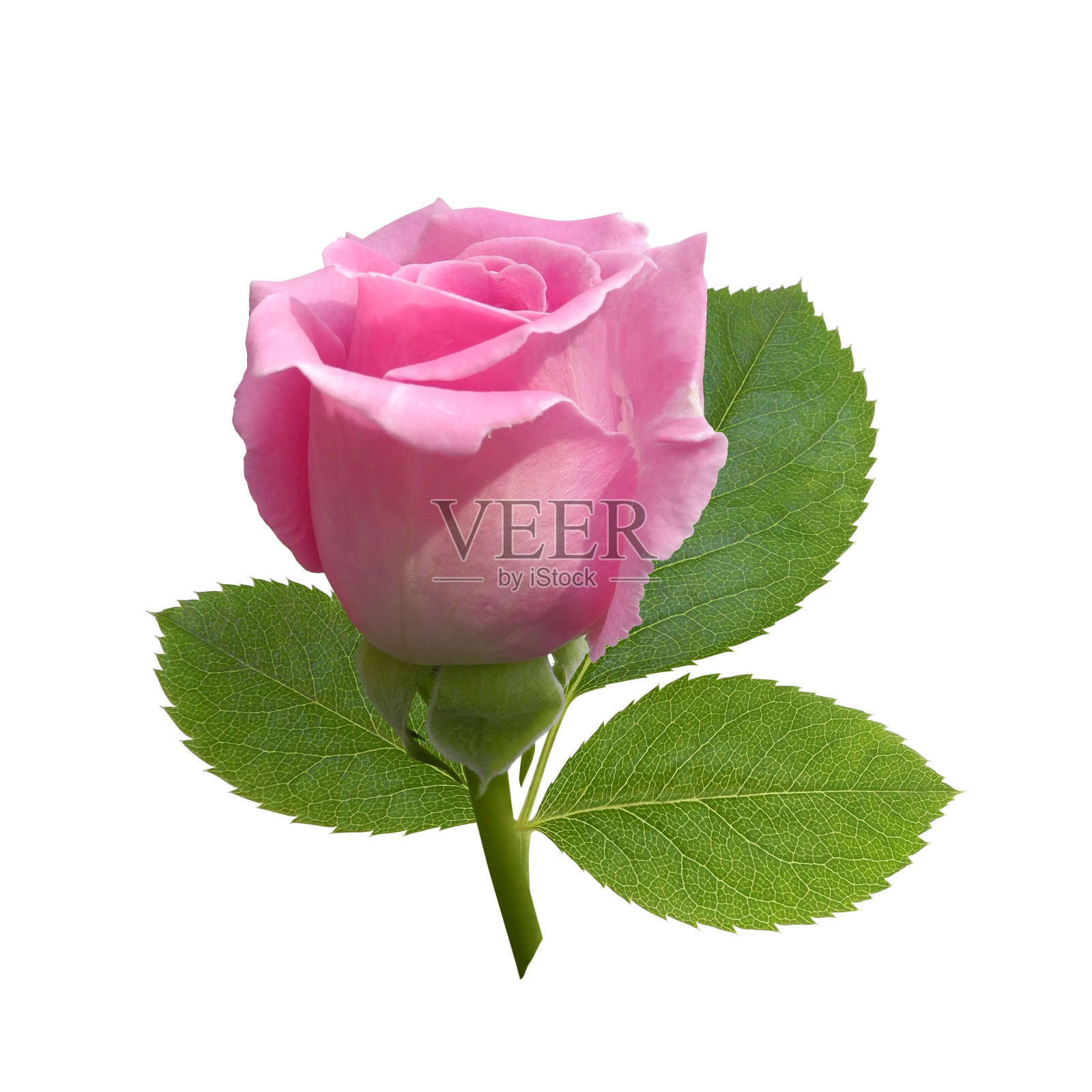 粉红色的玫瑰花，叶子孤立照片摄影图片