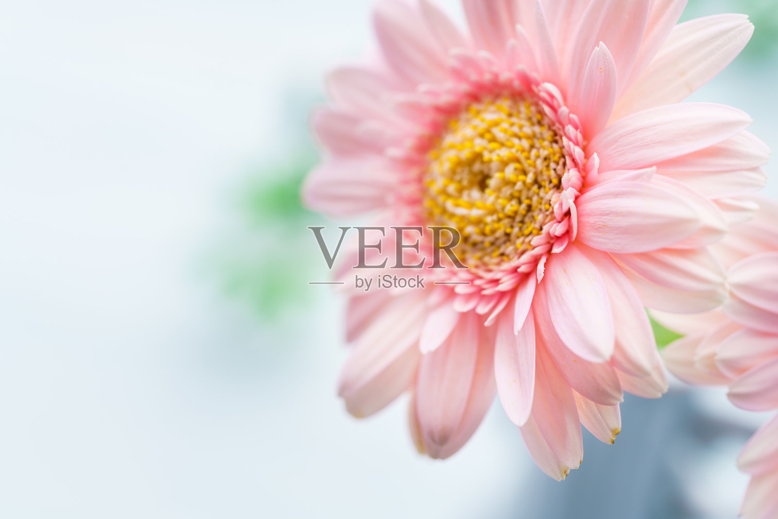 非洲菊放在木桌上照片摄影图片