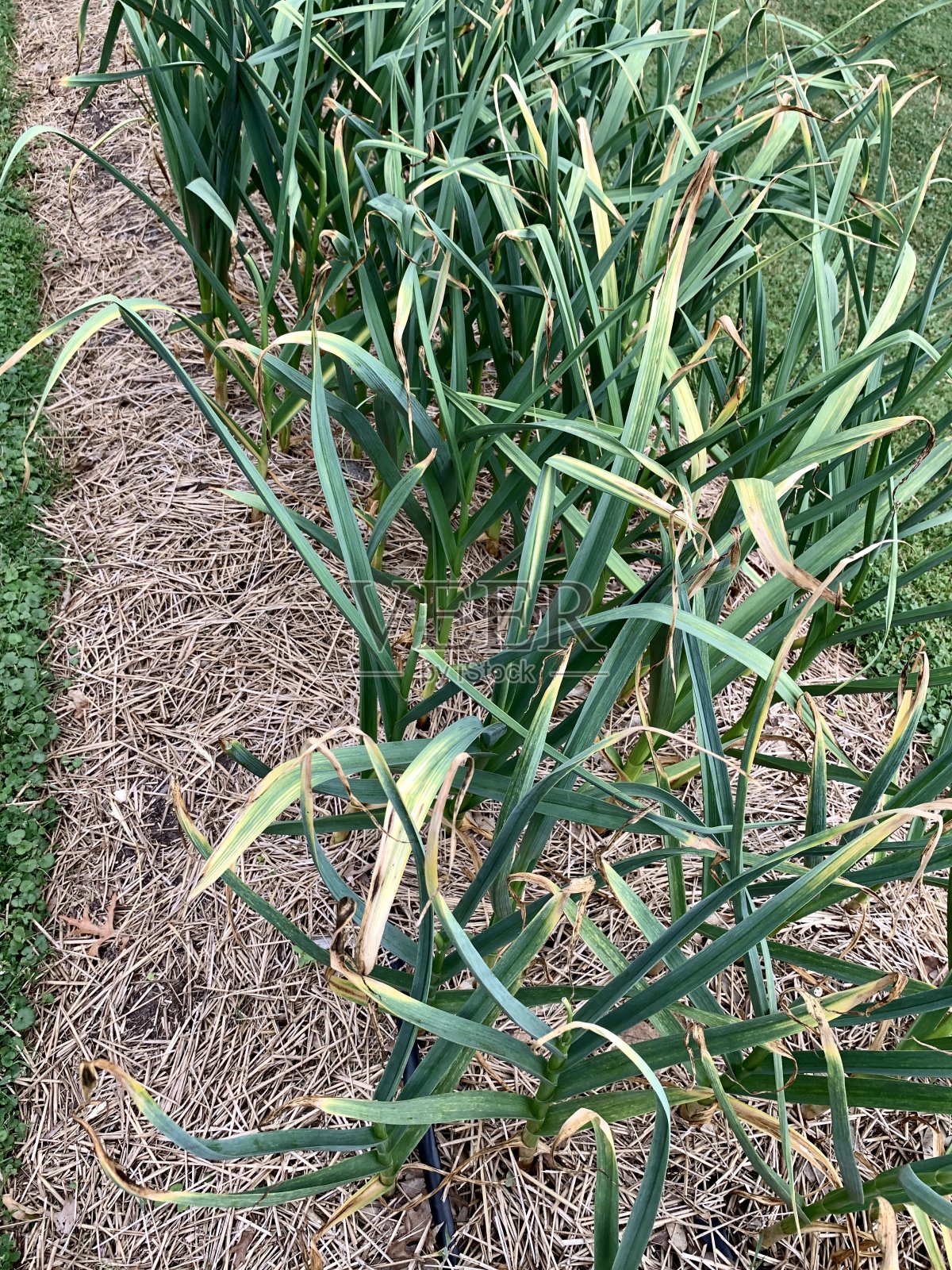 花园里种植的大蒜照片摄影图片