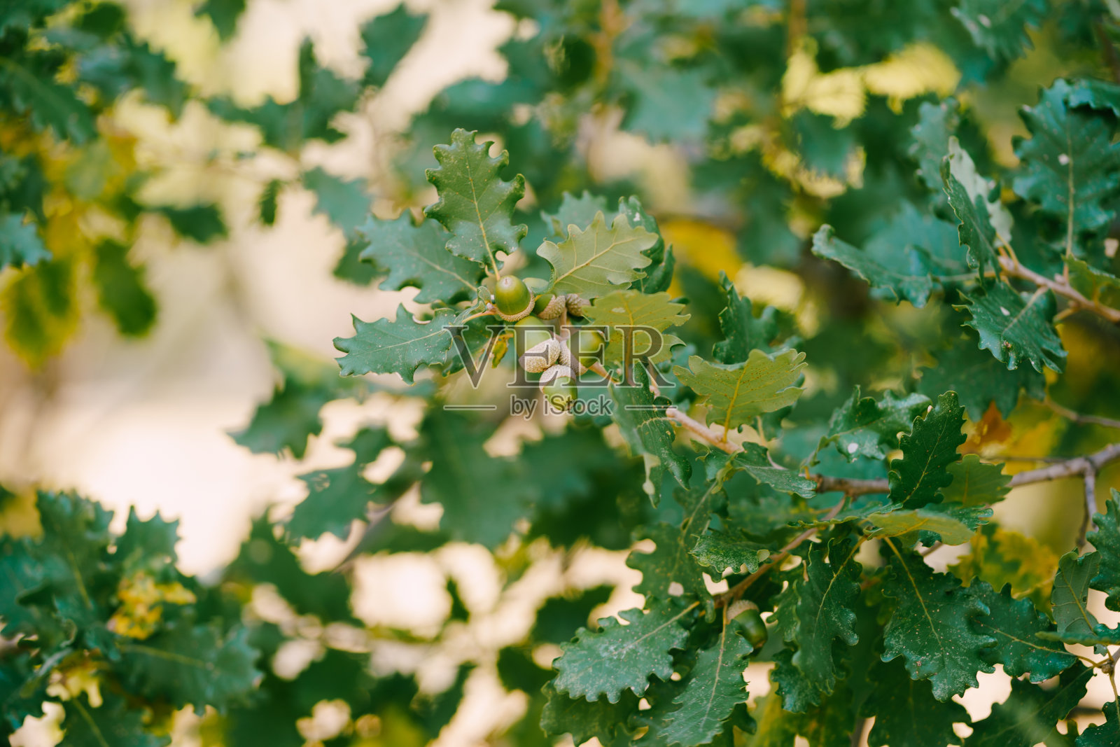 特写的橡树枝与绿色的树叶和橡子。照片摄影图片