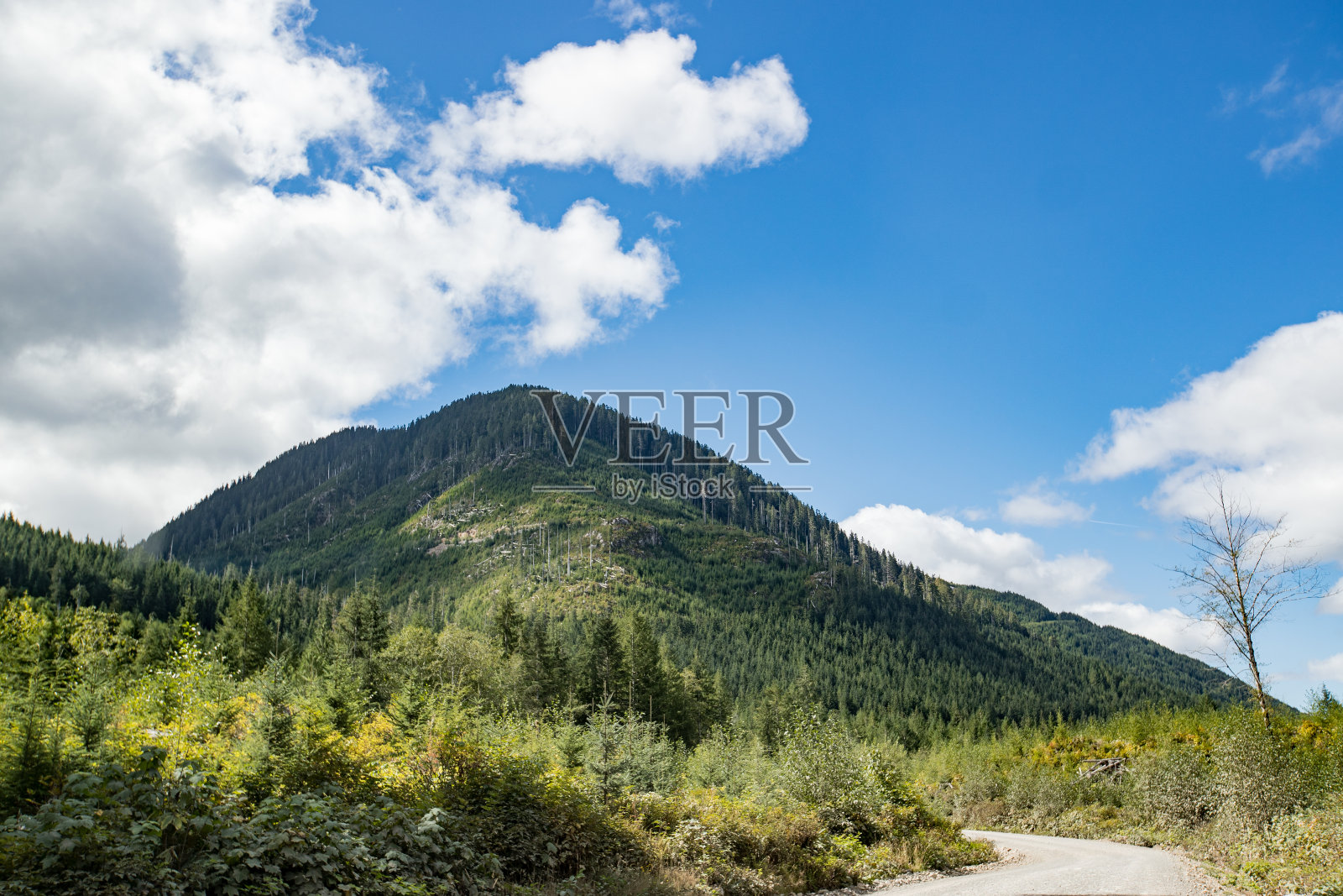 森林山顶晴朗的天空照片摄影图片