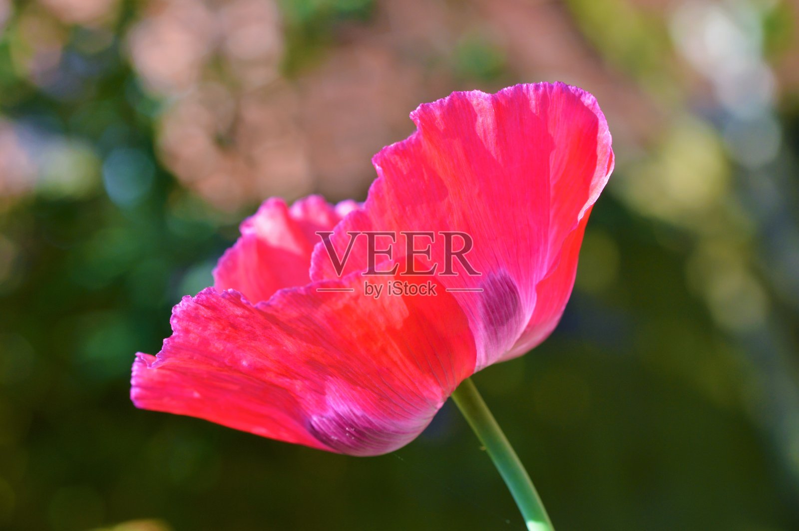 罂粟（帕帕弗·索姆尼弗鲁姆）。照片摄影图片