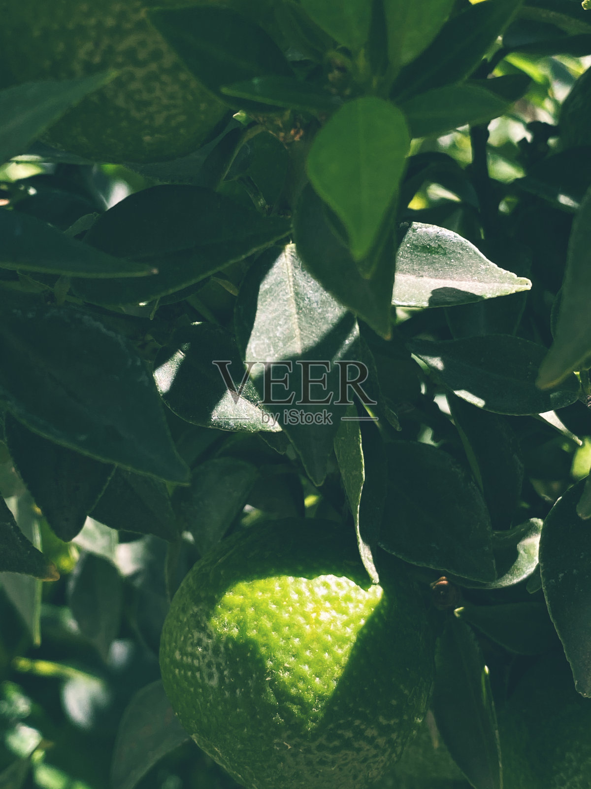 酸橙树在照片摄影图片