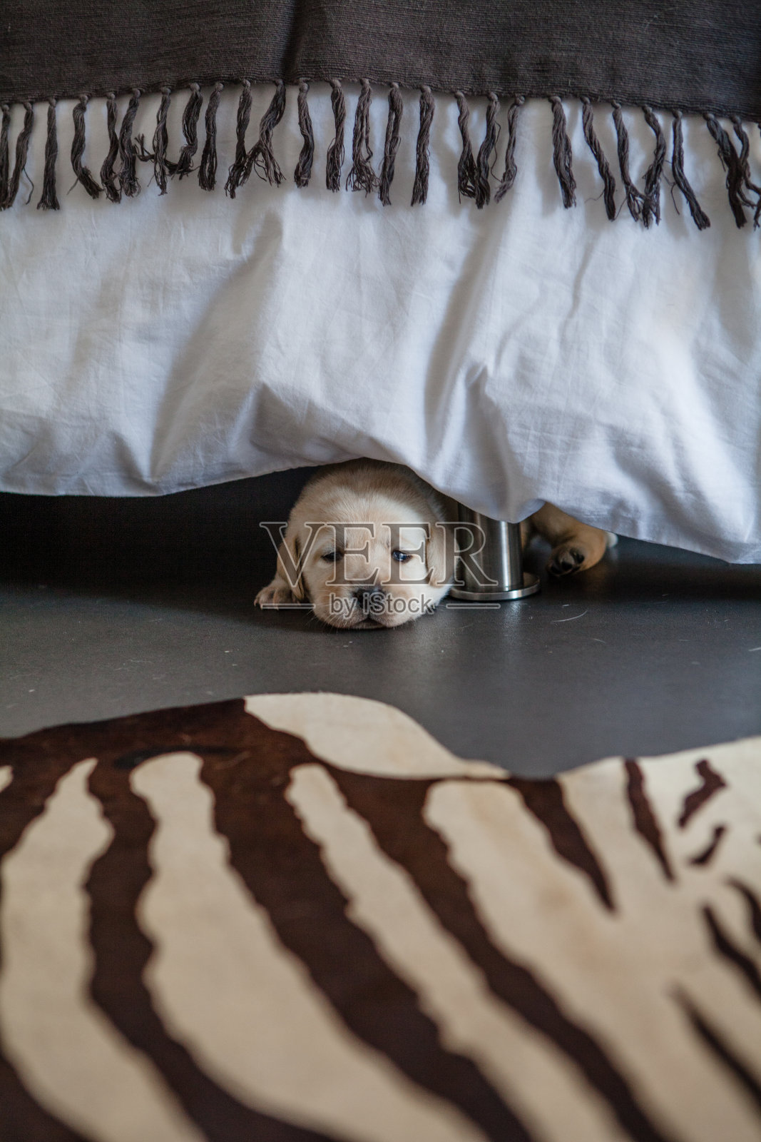 小狗拉布拉多寻回犬在室内玩耍照片摄影图片