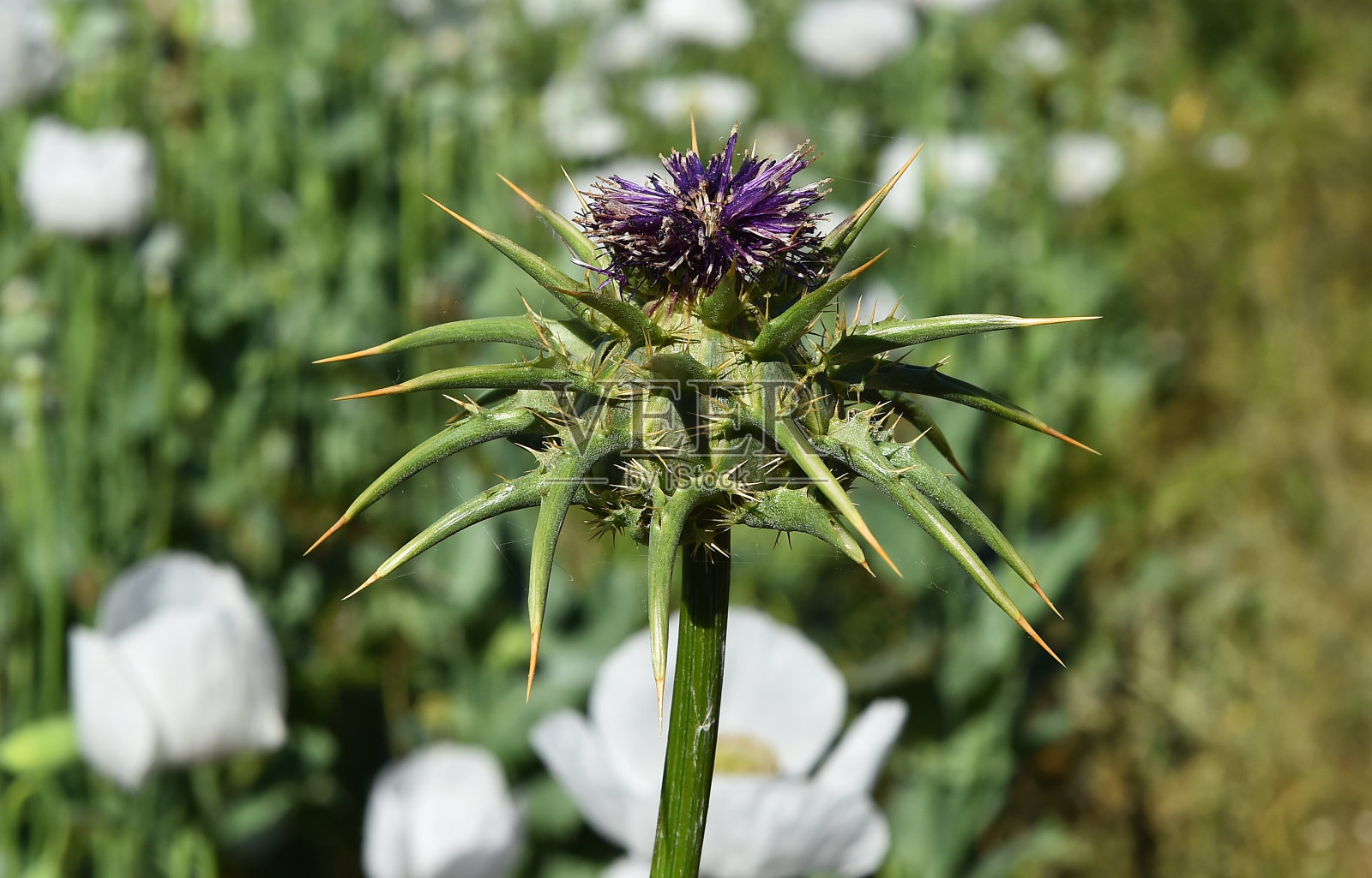 蓟花照片摄影图片