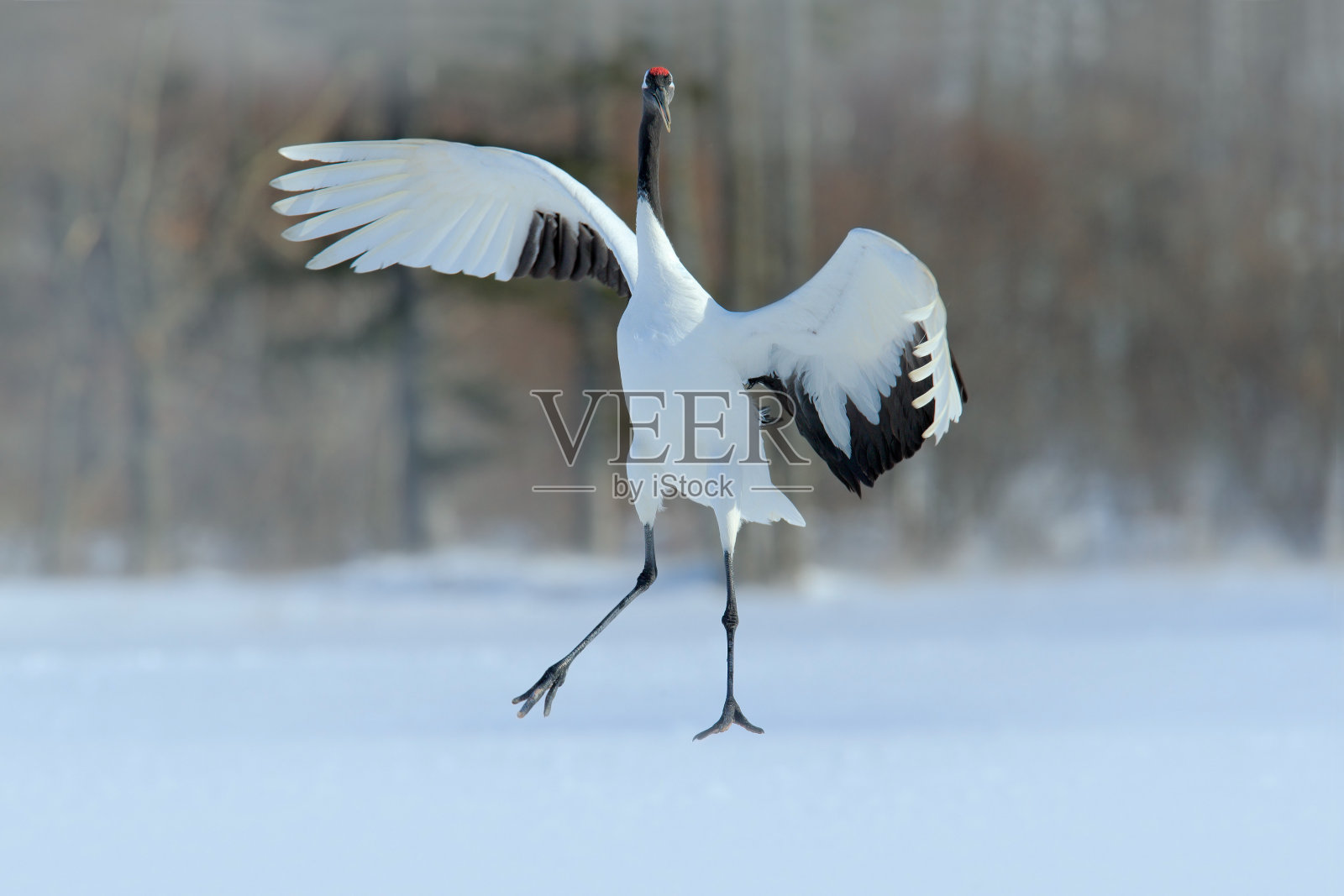 丹顶鹤，日本鹤，张开翅膀飞翔的白鸟，暴风雪，冬天的景象，北海道，日本照片摄影图片