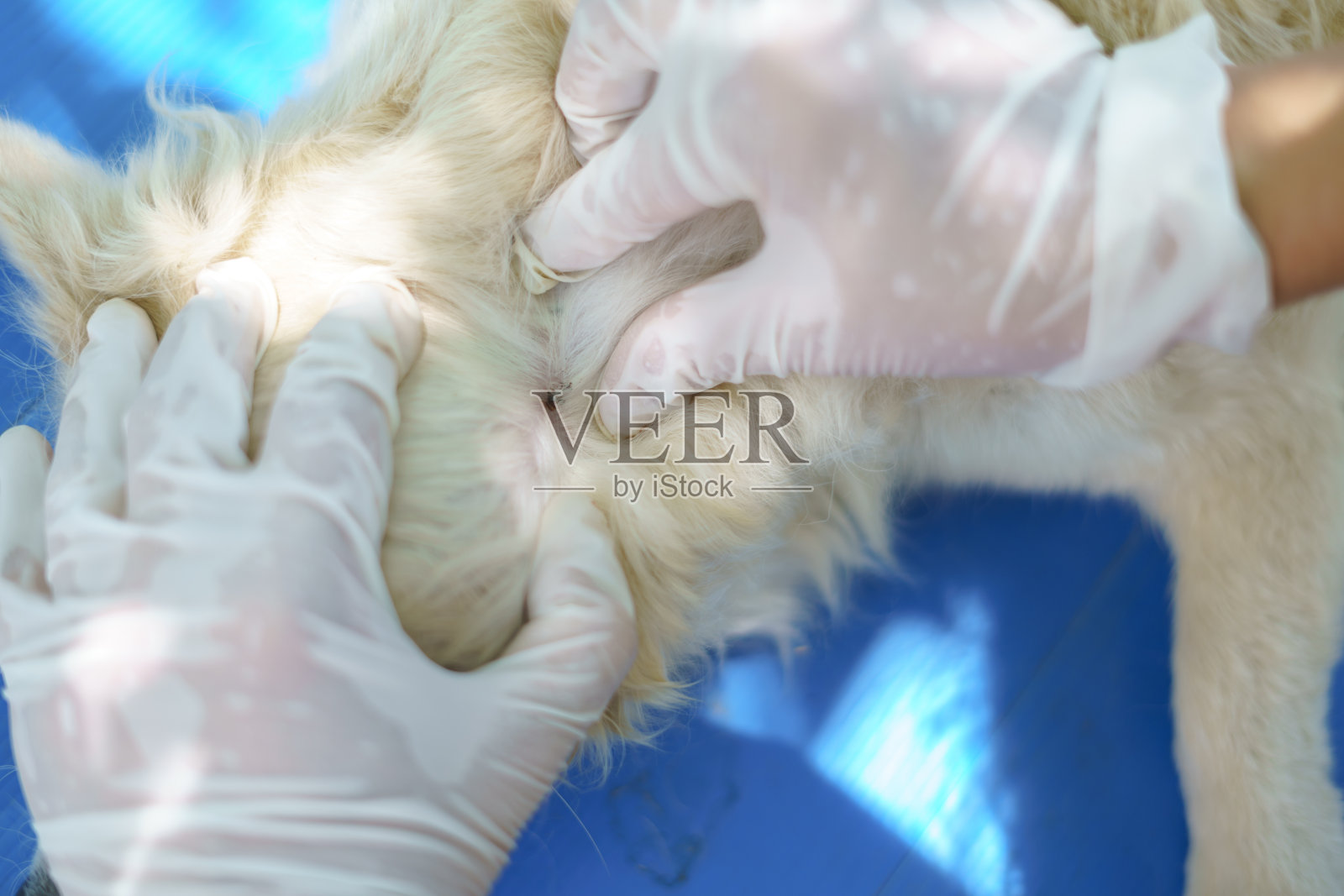 亚洲妇女发现蜱在狗的手照片摄影图片