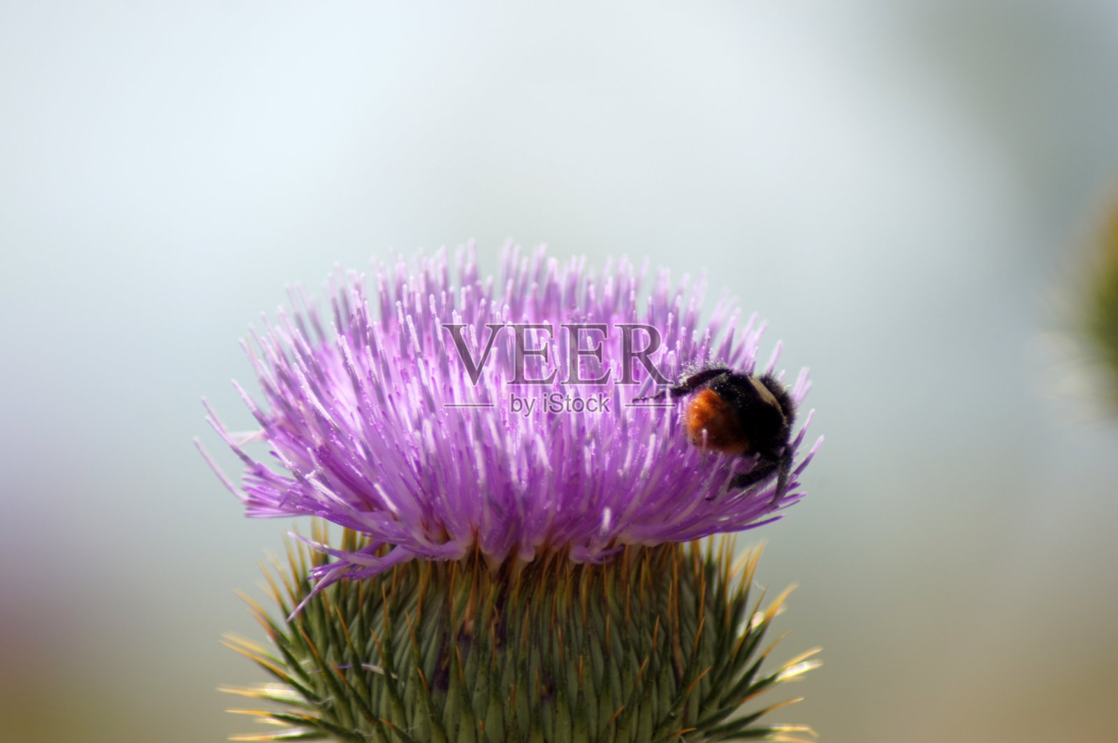 蓟的紫色花，有昆虫在收集花粉照片摄影图片
