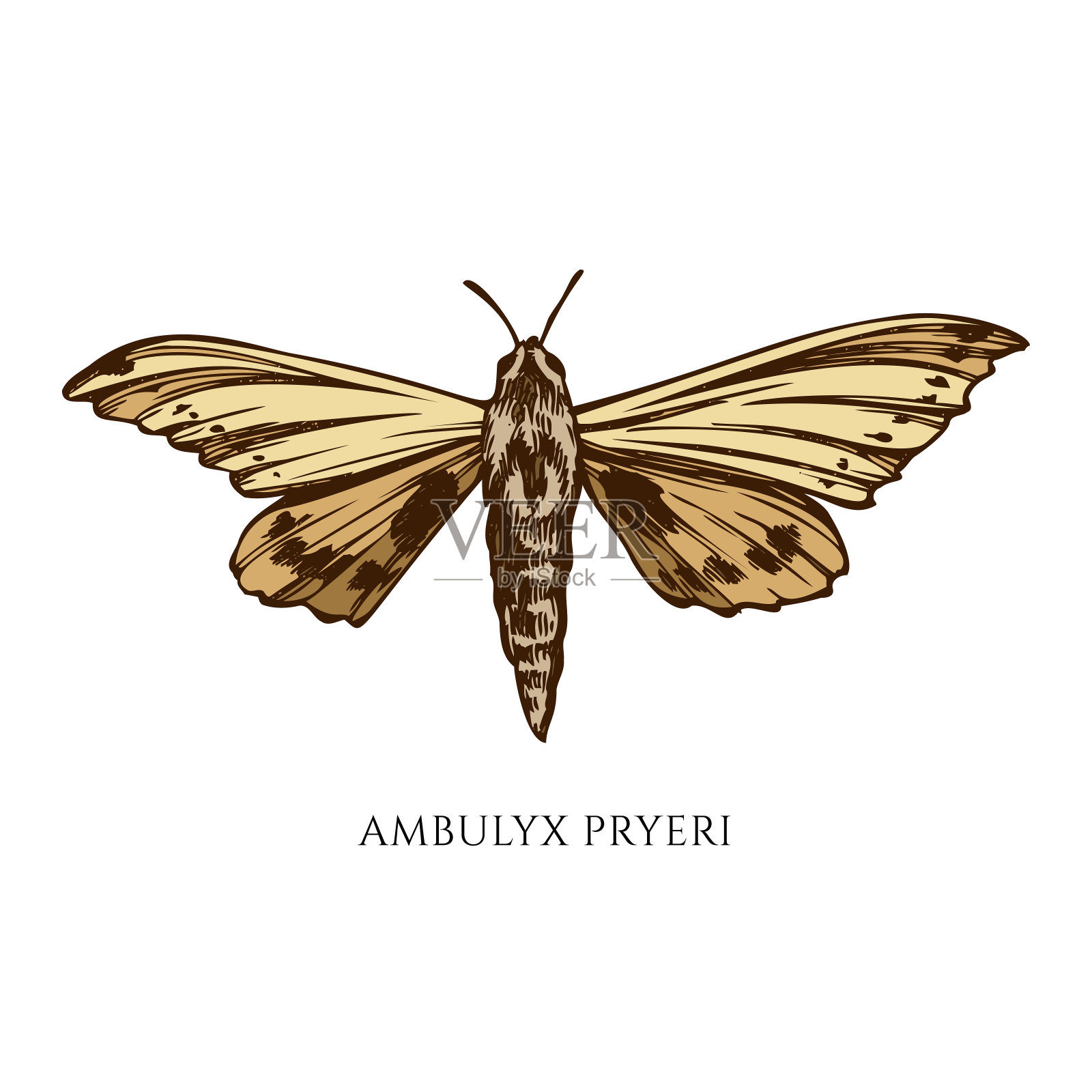 矢量集手绘彩色飞蛾设计元素图片