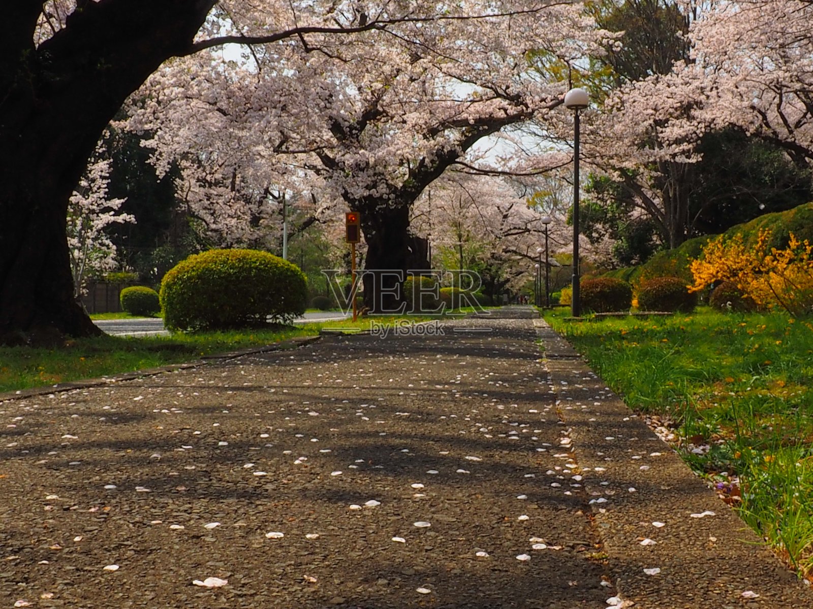 春天的国际基督教大学照片摄影图片