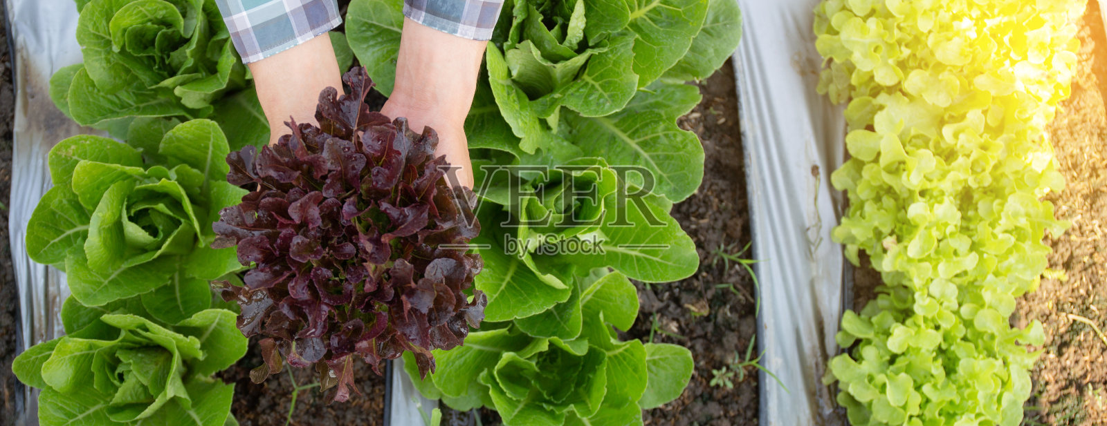 近手男子农民检查和持有新鲜的有机蔬菜在水培农场，种植红橡树莴苣收获农业与商业，健康食品的概念，旗帜网站。照片摄影图片