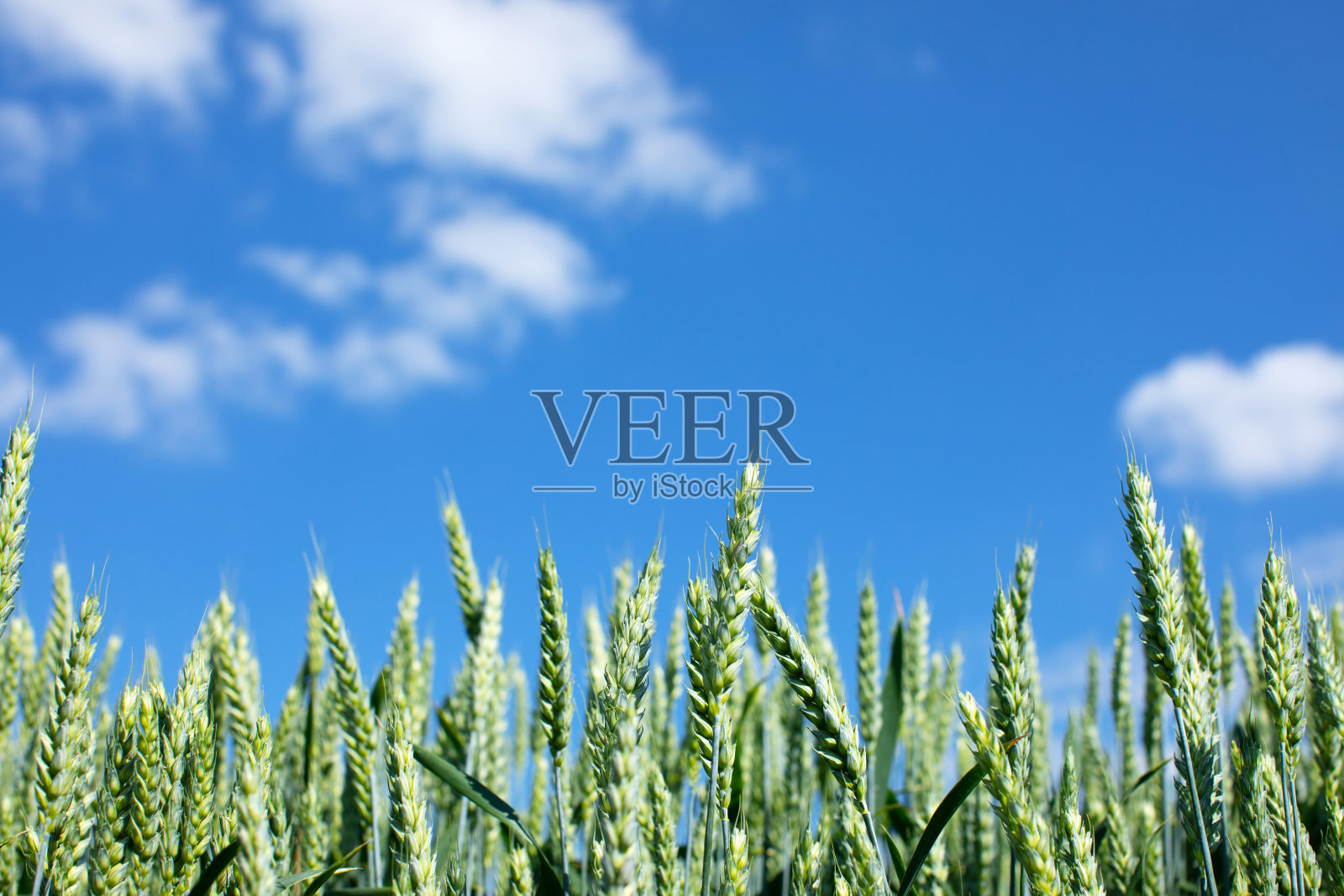 绿色小麦的小穗生长在农田上照片摄影图片