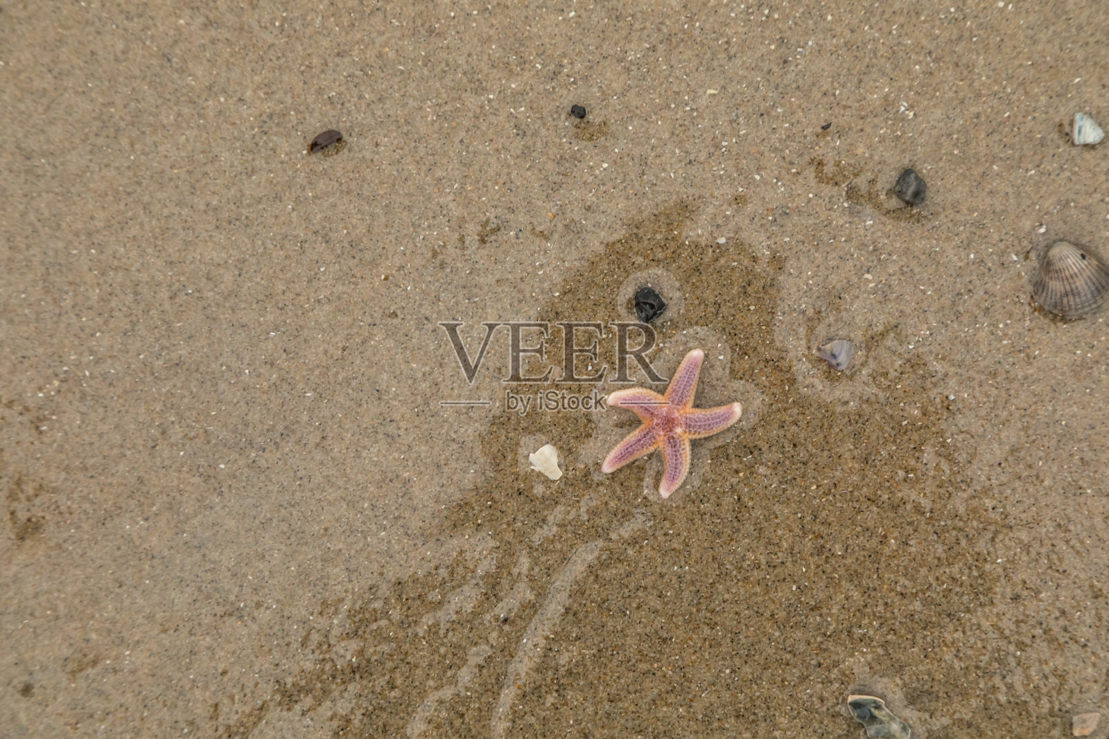 一只粉红色的小海星，在荷兰的特克塞尔岛的海岸上照片摄影图片