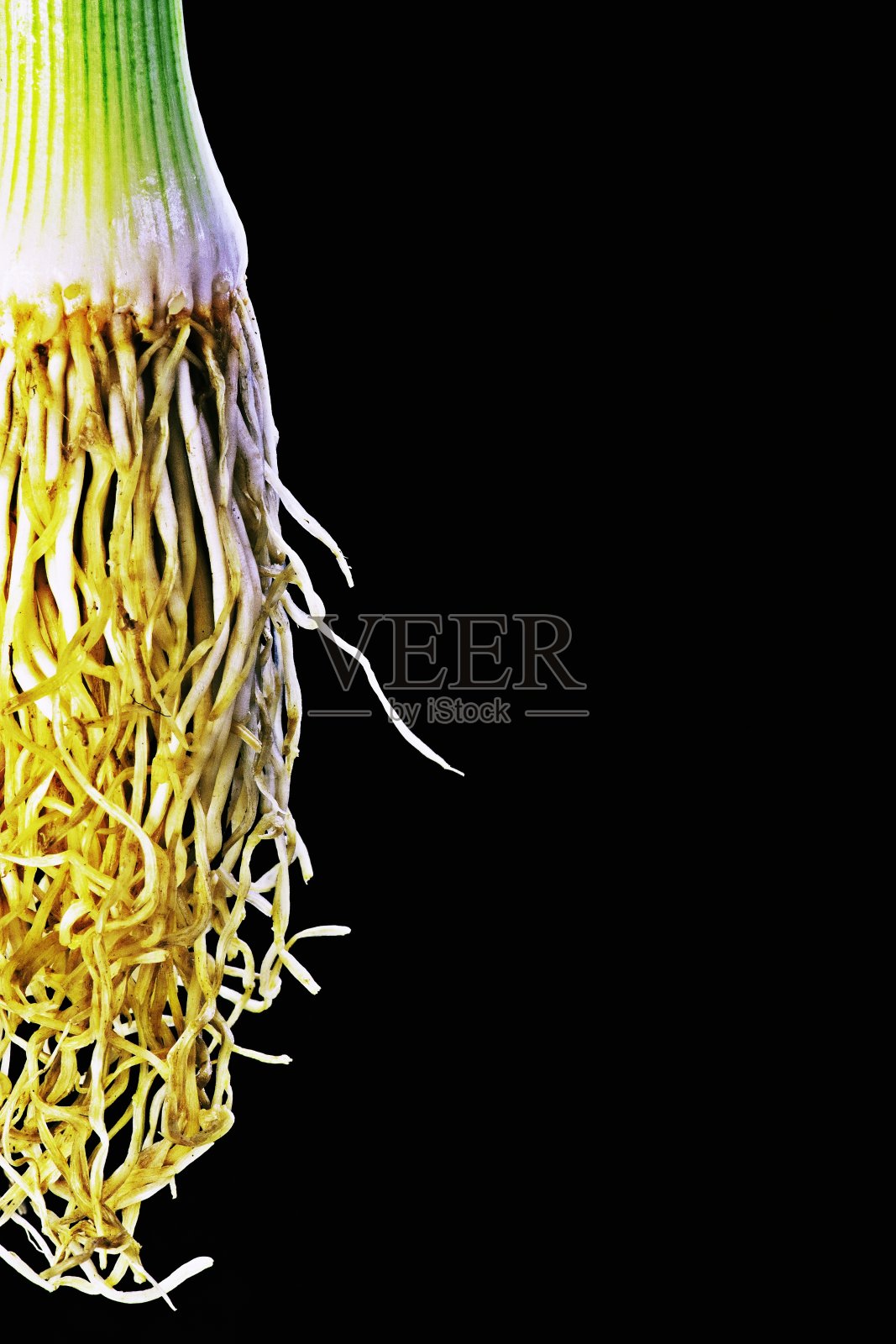 青葱和根-黑色背景。照片摄影图片