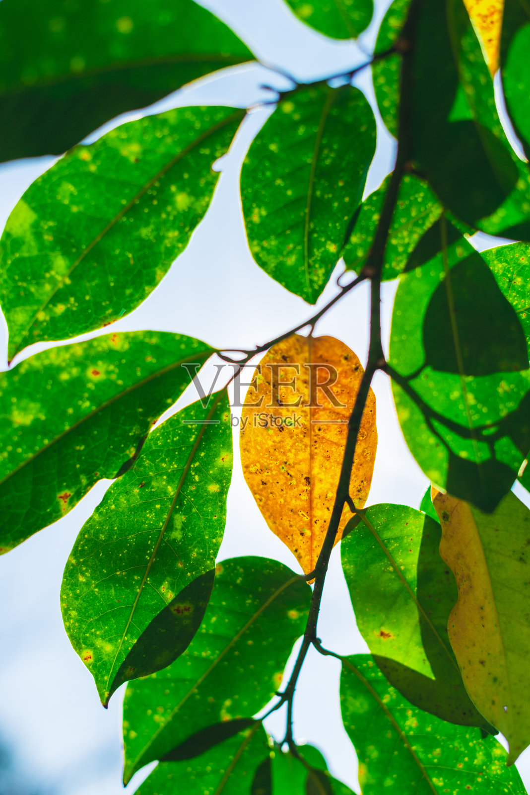 一片带绿叶的黄叶照片摄影图片