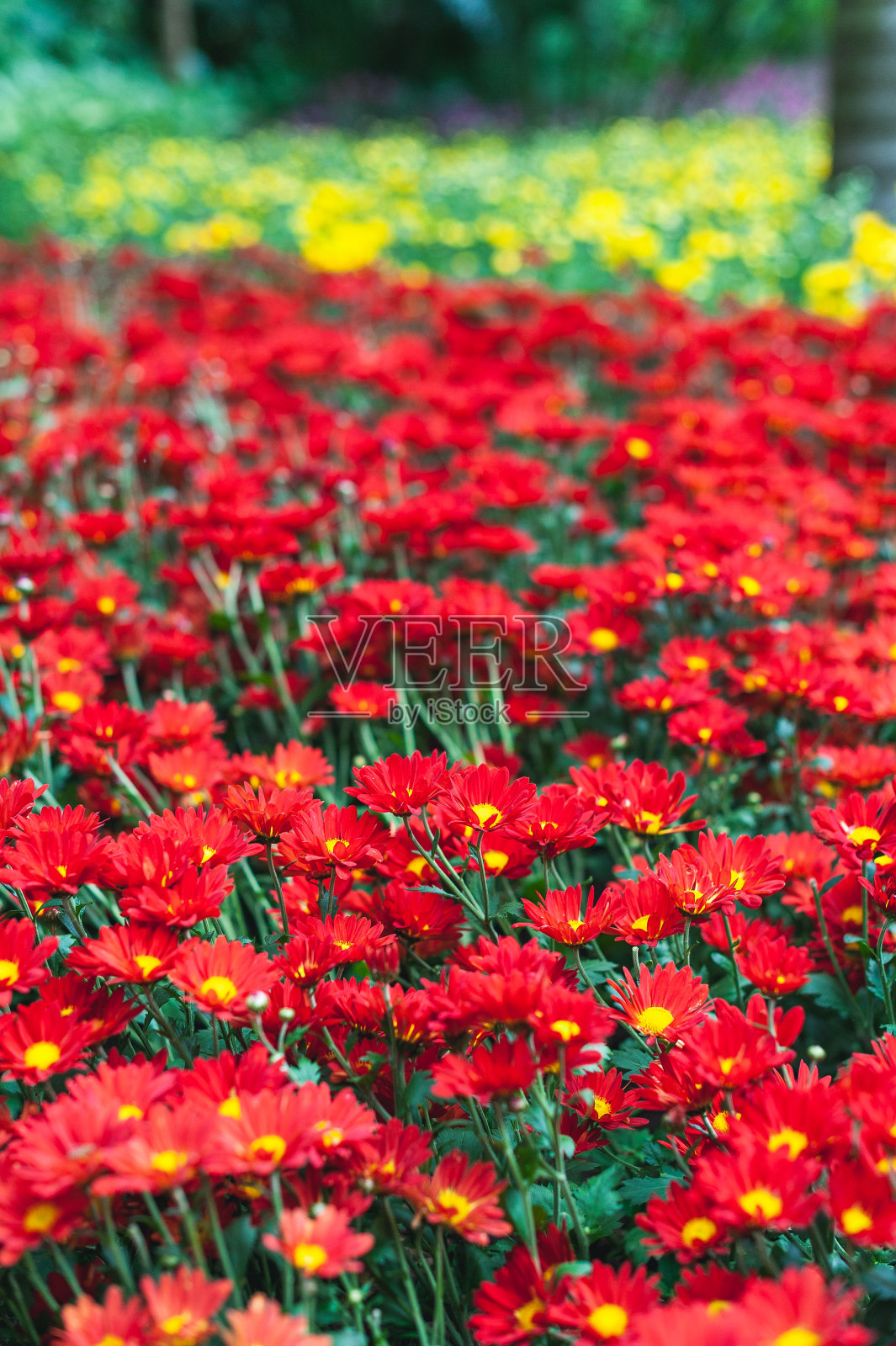 红色的花照片摄影图片