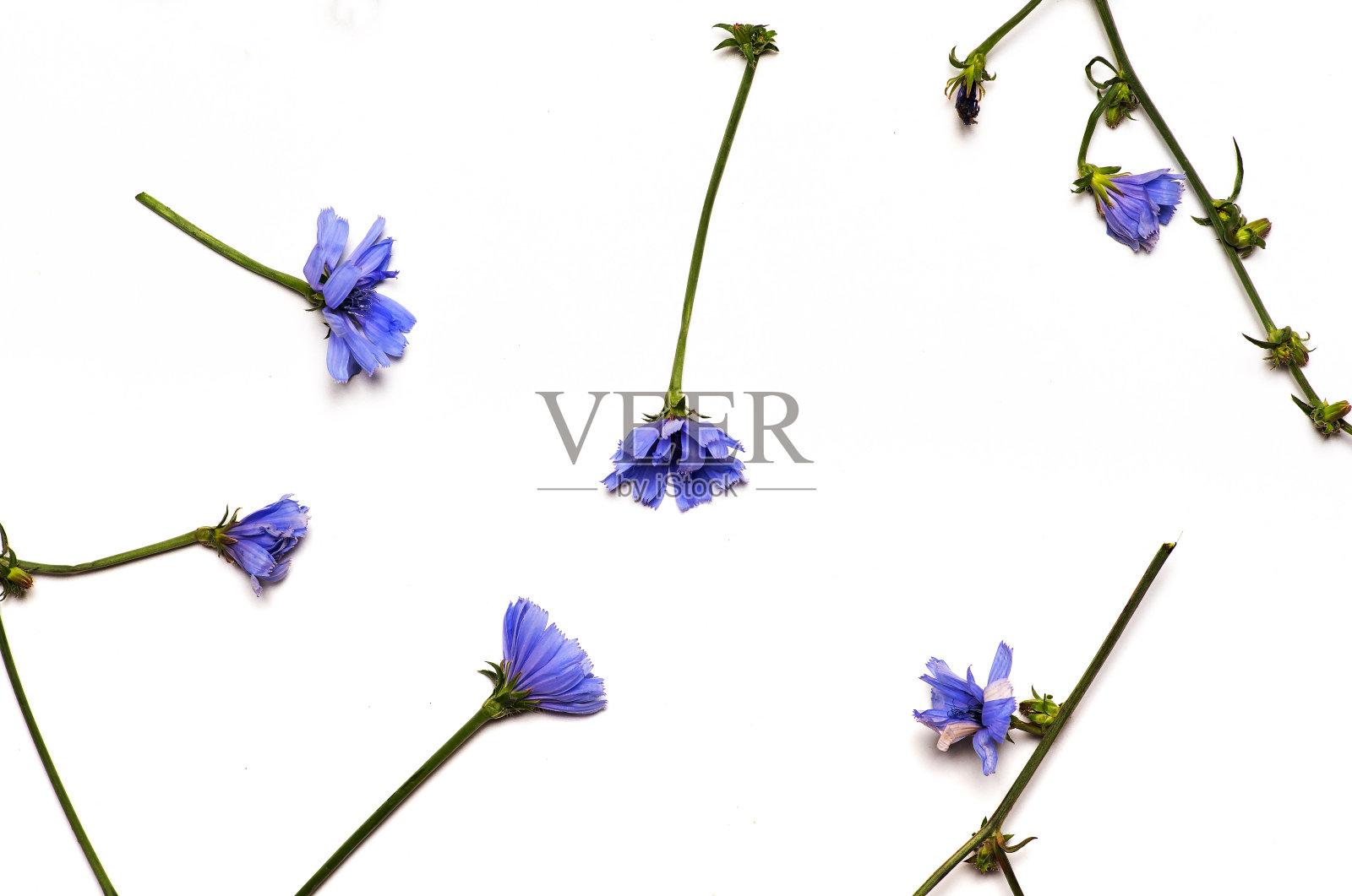 蓝色菊苣花孤立在白色背景上照片摄影图片