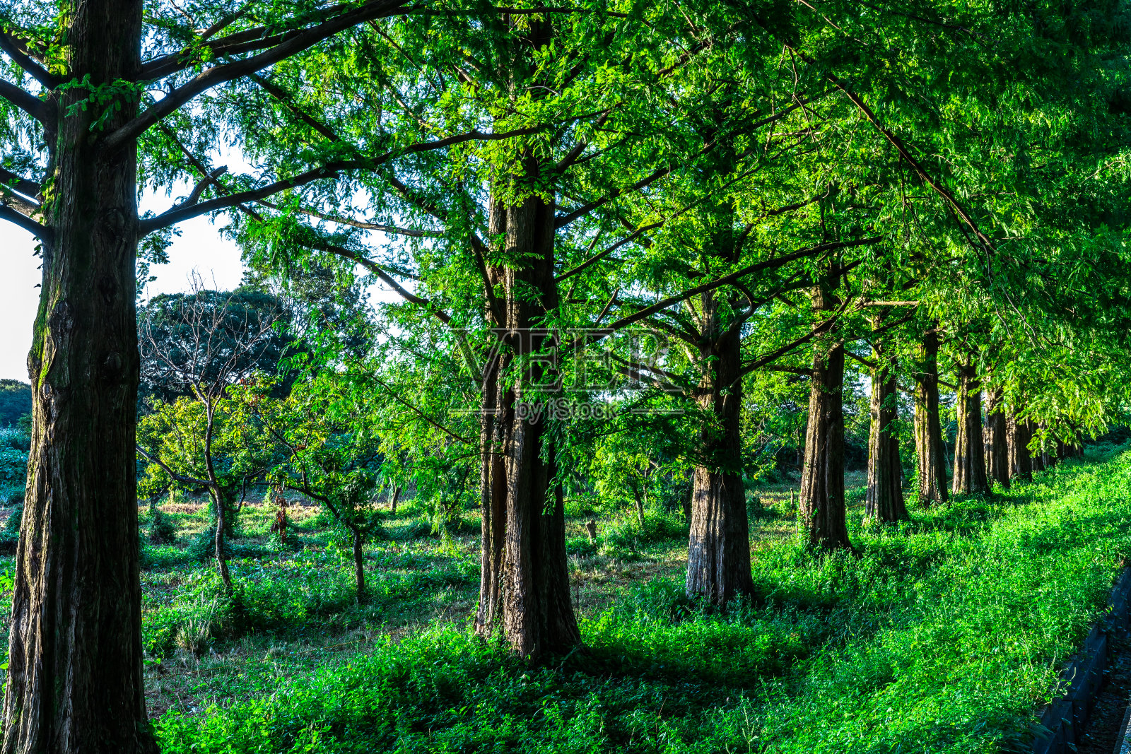 早秋水杉照片摄影图片